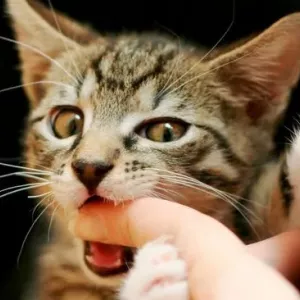 Як відлучити кошеня або дорослий кіт, щоб кусати і подряпати, чому коти кусають і дряпають руки та ноги господарів?